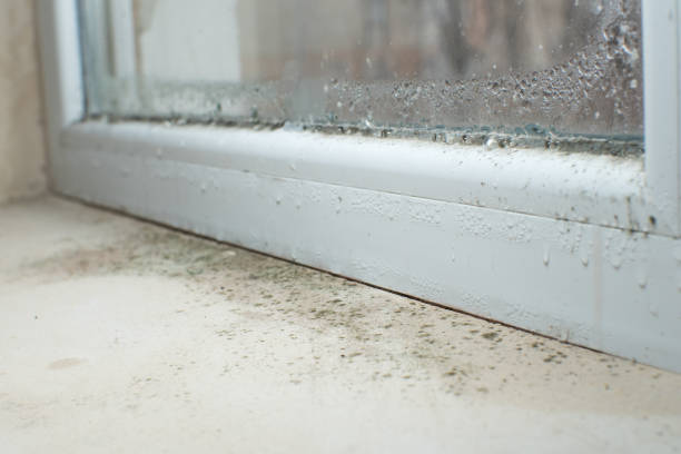 Best Environmental Consulting for Mold Prevention  in Portland, TN